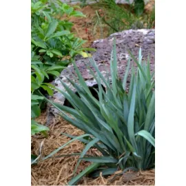 jardin-terroir.com - Dianella 'Cassa Blue' En pot de 3 litres - Graminées