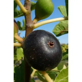 jardin-terroir.com - Figuier 'Ronde de Bordeaux' En pot de 1,5 litres - 
