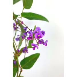 jardin-terroir.com - Hardenbergia violacea En pot de 3 litres - Plantes grimpantes