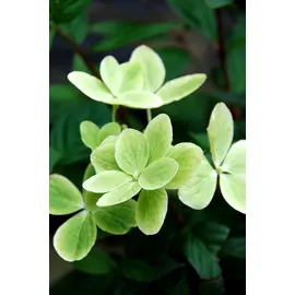 jardin-terroir.com - Hortensia 'Pastelgreen®' En pot de 5 litres - Hortensia, Volume Pot: En pot de 5 litres, Taille: 1.50