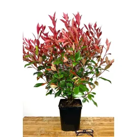 jardin-terroir.com - Photinia 'Carré Rouge' En pot de 5 litres - Arbustes, Volume Pot: En pot de 3 litres, Taille: 3