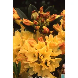 jardin-terroir.com - Rhododendron 'Nancy Evans' En pot de 5 litres - Rhododendron