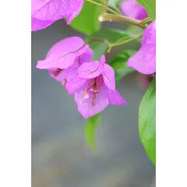 jardin-terroir.com - Bougainvillier 'Violet de Mèze' En pot de 3 litres - Plante méditerranéenne
