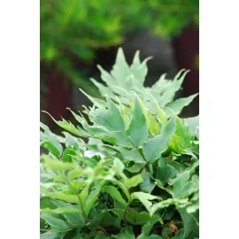 jardin-terroir.com - Cyrtomium var. fortunei clivicola En pot de 3 litres - Fougère