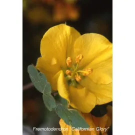 jardin-terroir.com - Fremontodendron 'Californian Glory' En pot de 3 litres - Arbustes