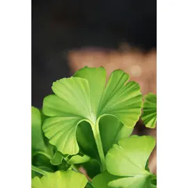 jardin-terroir.com - Ginkgo 'Mariken' touffe En pot de 4 litres - Arbustes, Volume Pot: En pot de 2 litres, Taille: 0.60