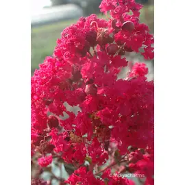jardin-terroir.com - Lilas des Indes 'Braise d'été'® En pot de 3 litres - Arbustes