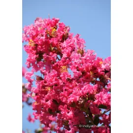 jardin-terroir.com - Lilas des Indes 'Rose fuchsia'® En pot de 3 litres - Arbustes