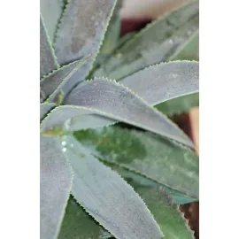 jardin-terroir.com - Mangave 'Silver fox' En pot de 4 litres - Plante succulente, Volume Pot: En pot de 4 litres, Taille: 0.50