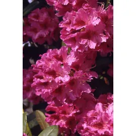 jardin-terroir.com - Rhododendron 'Cosmopolitain' En pot de 5 litres - Rhododendron