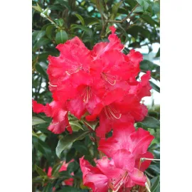 jardin-terroir.com - Rhododendron 'Halfdan Lem' En pot de 5 litres - Rhododendron