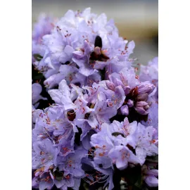 jardin-terroir.com - Rhododendron 'Impeditum select' En pot de 4 litres - Rhododendron