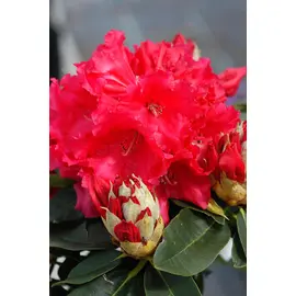 jardin-terroir.com - Rhododendron 'Markeeta's Prize' En pot de 5 litres - Rhododendron