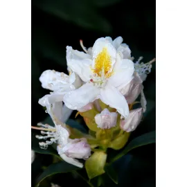 jardin-terroir.com - Rhododendron 'Mme Masson' En pot de 5 litres - Rhododendron