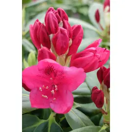 jardin-terroir.com - Rhododendron 'Nova Zembla' En pot de 5 litres - Rhododendron