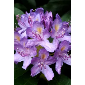 jardin-terroir.com - Rhododendron pontique En pot de 5 litres - Rhododendron