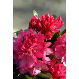 jardin-terroir.com - Rhododendron 'Sneezy' En pot de 4 litres - Rhododendron