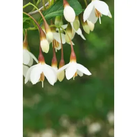 jardin-terroir.com - Styrax japonicus 'Fragrant foutain' En pot de 5 litres - Arbustes
