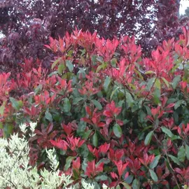 jardin-terroir.com - Photinia x fraseri Red Robin Conditionnement - Godet - 5/20 cm, Conditionnement: Godet - 5/20 cm