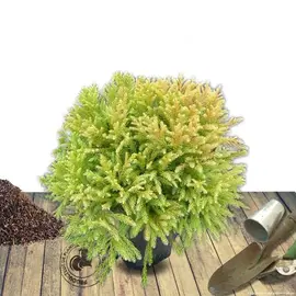 jardin-terroir.com - Cèdre du Japon japonica Globosa Nana Conditionnement - Pot de 12L - 50/60 cm, Conditionnement: Pot de 12L - 50/60 cm