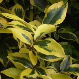 jardin-terroir.com - Elaeagnus x ebbingei Gilt Edge Conditionnement - Pot de 7,5L - 80/100 cm, Conditionnement: Pot de 7,5L - 80/100 cm