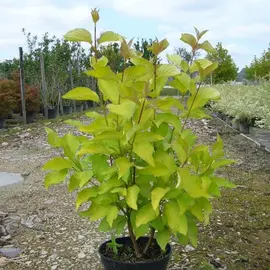 jardin-terroir.com - Cornouiller blanc alba Aurea Conditionnement - Pot de 3L - 40/60 cm, Conditionnement: Pot de 3L - 40/60 cm