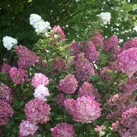 jardin-terroir.com - Hortensia paniculata Sundae Fraise® 'Rensun' Conditionnement - Pot de 7,5L - 60/80 cm, Conditionnement: Pot de 7,5L - 60/80 cm