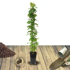 jardin-terroir.com - Clématite SAPHYRA® Duo Rose 'Cleminov29' Conditionnement - Pot de 3L - Echelle bambou 60/120 cm, Conditionnement: Pot de 3L - Echelle bambou 60/120 cm