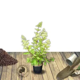 jardin-terroir.com - Hortensia paniculata Diamant Rouge® 'Rendia' Conditionnement - Pot de 4L - 40/60 cm, Conditionnement: Pot de 4L - 40/60 cm