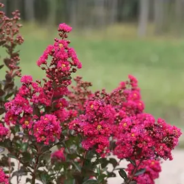 jardin-terroir.com - Lilas des Indes indica Fuchsia d'été® 'Indyfus' Conditionnement - Pot de 10L - 60/80 cm, Conditionnement: Pot de 10L - 60/80 cm