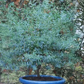 jardin-terroir.com - Eucalyptus gunni France Bleu® 'Rengun' Conditionnement - Pot de 5L - 80/100 cm, Conditionnement: Pot de 5L - 80/100 cm