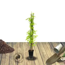 jardin-terroir.com - Jasmin blanc printemps Conditionnement - Pot de 3L - Echelle bambou 60/120 cm