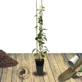 jardin-terroir.com - Kiwi de Sibérie arguta Super Issaï (Autofertile) Conditionnement - Pot de 3L - 60/120 cm, Conditionnement: Pot de 3L - 60/120 cm