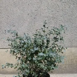 jardin-terroir.com - Eucalyptus pulverulenta Baby Blue Conditionnement - Pot de 4L - 40/60 cm, Conditionnement: Pot de 4L - 40/60 cm