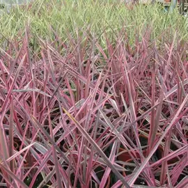 jardin-terroir.com - Cordyline australe Pink Passion® 'Seipin' Conditionnement - Pot de 4L - 40/60 cm, Conditionnement: Pot de 4L - 40/60 cm