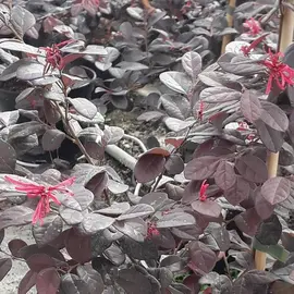 jardin-terroir.com - Loropetalum chinensis Rouge de La Marjorie® Conditionnement - Pot de 3L - 40/60 cm