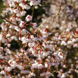 jardin-terroir.com - Cerisier à fleurs du Japon Kojo no mai Conditionnement - Pot de 4L - 40/60 cm, Conditionnement: Pot de 4L - 40/60 cm