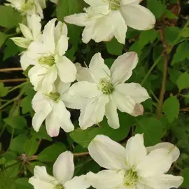 jardin-terroir.com - Clématite montana Starlet® White Perfume 'fpdw2009 Conditionnement - Godet - 5/20 cm, Conditionnement: Godet - 5/20 cm