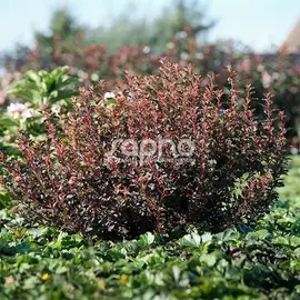 jardin-terroir.com - Physocarpe à feuilles d'obier opulifolius Sweet Cherry Tea® 'Zlebic5' Conditionnement - Godet - 5/20 cm