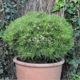jardin-terroir.com - Pin noir nigra Marie Bregeon® Conditionnement - Pot de 3L - 20/40 cm, Conditionnement: Pot de 3L - 20/40 cm