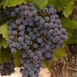 jardin-terroir.com - Vigne vinifera Apirena Nera Conditionnement - Pot de 3L - 60/120 cm