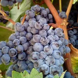 jardin-terroir.com - Vigne vinifera Smeralda Nera Conditionnement - Pot de 3L - 60/120 cm