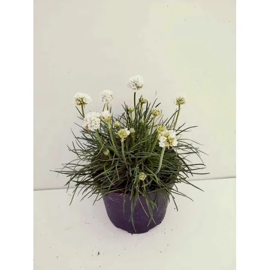 Armeria maritima 'Alba' - Gazon d'Espagne - 1 plant, Options: 3 plants