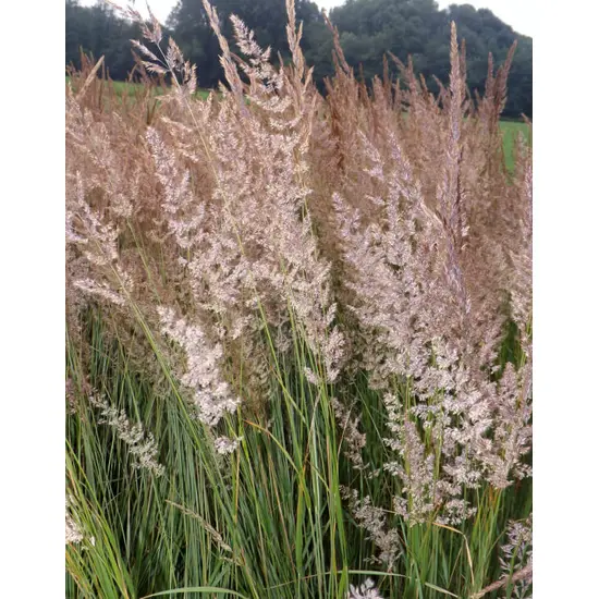 Calamagrostis acutiflora 'Karl Foerster’  Calamagrostide 'Karl Foerster', Options: Conteneur de 2/3 litres 3 plants