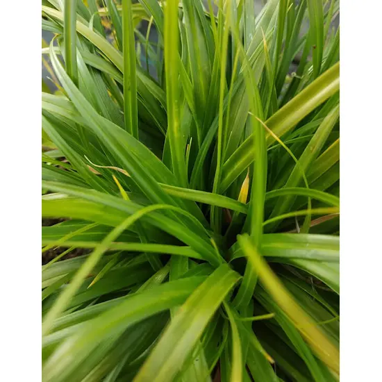 jardin-terroir.com - Carex oshimensis 'Evergreen'Laîche d'Oshima 'Evergreen' - Vert - 3 litres - de 50cm - Graminées