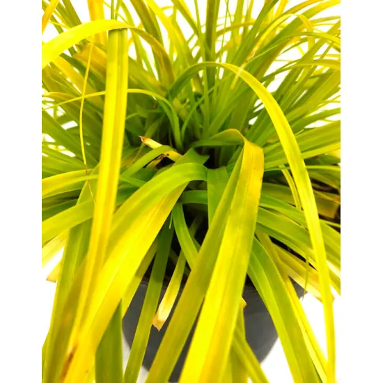 Carex oshimensis Everillo ®  Laîche d'Oshima  Conteneur de 2/3 litres