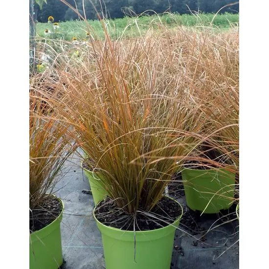 jardin-terroir.com - Carex testacea 'Prairie Fire'Laîche orange - Orange - 3 litres - 50 à 150cm - Graminées