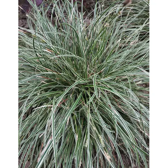 jardin-terroir.com - Carex conica 'Snowline'Laîche 'Snowline' - Blanc - 3 litres - de 50cm - Graminées