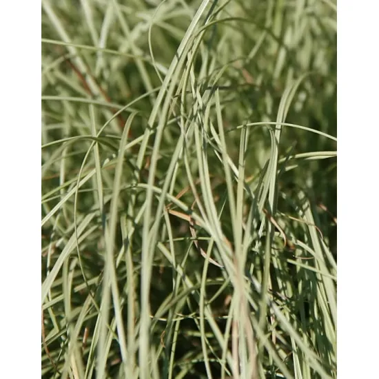 jardin-terroir.com - Carex comans 'Frosted Curls'Laîche 'Frosted Curls'Conteneur de 2/3 litres - Blanc - 3 litres - de 50cm - Graminées