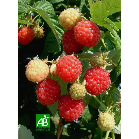 Framboisier Malling Promise Bio  Rubus idaeus Malling Promise  Plant ramifié en conteneur de 2 litres  20/30 cm de hauteur